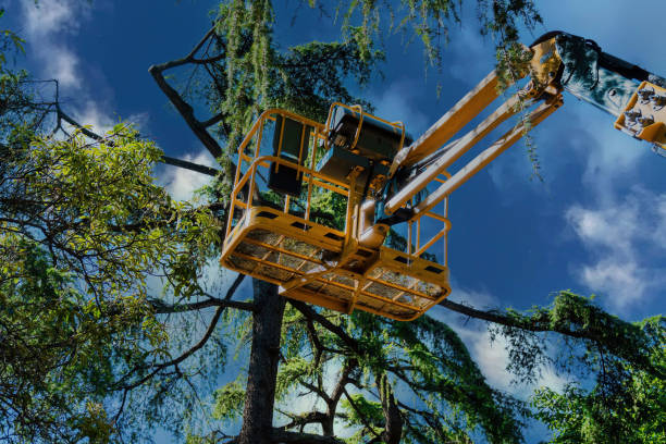 Warsaw, IL Tree Removal Company